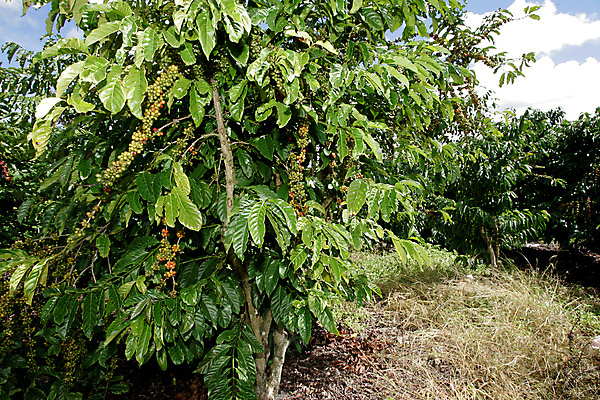 포토 JPG 해외이미지 나무 식물 열매 커피 음료 음식 과일 자연 콩 씨앗 사람없음 빨간색 초록색 농장 카페 수확 흰색 나뭇가지 시골 신선 뜨거움 유기농 날것 카푸치노 에스프레소 내추럴 밭일 숙성 아라비카 열대기후 카페인 해외포토 웰빙 컬러 농업 곡류 상점 생태계 파일형식 이미지허브