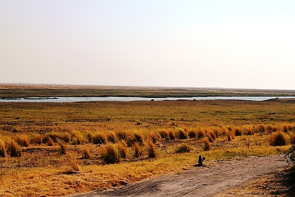 포토 JPG 해외이미지 나무 동물 공원 야생동물 여행 잎 포유류 아프리카 자연 털 앉기 사람없음 햇빛 맑음 게임 나뭇가지 원숭이 아기 숲 사파리 나무껍질 케냐 유인원 나미비아 남아프리카 동물상 보츠와나 앙골라 잠비아 탄자니아 해외포토 식물 공공시설 나라 모션 놀이 날씨 사람 태양 조형물 껍질 생태계 파일형식 이미지허브