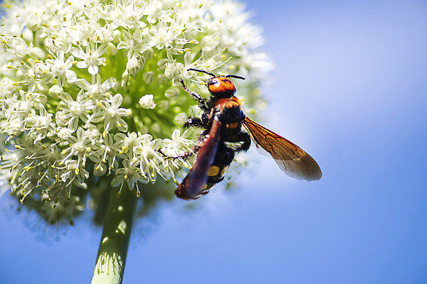 포토 JPG 해외이미지 동물 여자 꽃 야생동물 줄기 곤충 오렌지 자연 안테나 성인 사람없음 야외 가로 반려동물 컬러풀 뷰티 노란색 보라색 검은색 활발 침대 말벌 위험 큼 수분 먹기 싱글 육식동물 꽃가루 꿀 멸종위기동물 거인 매머드 해외포토 식물 컬러 가구 컨셉 과일 통신 모션 사람 벌_곤충 크기 가루 생태계 파일형식 멸종위기종 이미지허브