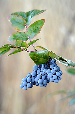 포토 JPG 해외이미지 식물 열매 산업 음식 잎 밭 농업 다이어트 과일 자연 아침 디저트 건강 사람없음 야외 초록색 여름 파란색 농작물 농장 보라색 검은색 수확 나뭇가지 신선 그룹 시장 닫기 달콤 숲 작음 먹기 묘사 유기농 블루베리 건강식 내추럴 숙성 해외포토 주간 나무 웰빙 계절 컬러 모션 맛 크기 생태계 파일형식 이미지허브