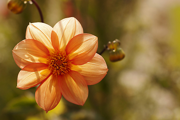 포토 JPG 해외이미지 식물 계절 꽃잎 꽃 오렌지 자연 따뜻함 사람없음 초록색 여름 빛 태양 뷰티 노란색 귀여움 정원 벚꽃 가을 신선 개화 만족 원예 내추럴 세련 해외포토 자연요소 감정 컬러 컨셉 과일 취미 생태계 파일형식 이미지허브