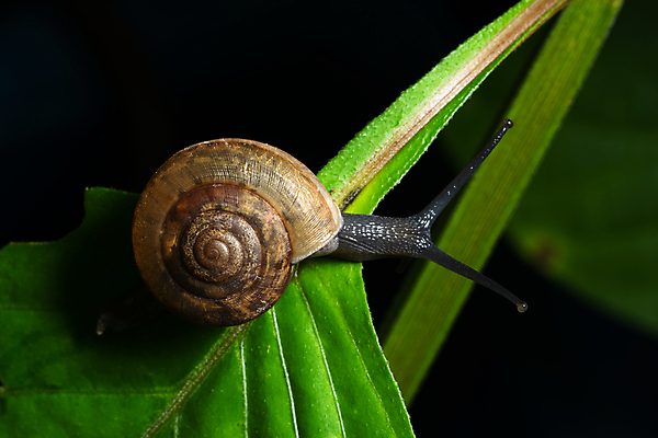 포토 JPG 해외이미지 한마리 잎 검은배경 실내 사람없음 기어가기 해외포토 식물 1 백그라운드 모션 내부 검은색 파일형식 이미지허브