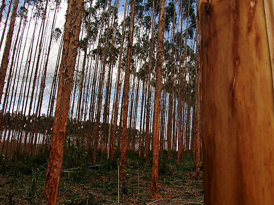 포토 JPG 해외이미지 나무 식물 공원 산업 종이 선 잎 밭 농업 공장 자연 하늘 풍경 초원 사람없음 목재 초록색 여름 컬러풀 농장 환경 정원 장비 수확 신선 농부 숲 큼 벌목 복제 유칼립투스 평야 해외포토 직업 계절 공공시설 컬러 재료 공업 크기 생태계 파일형식 이미지허브