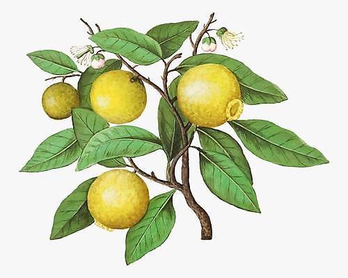 EPS 해외이미지 일러스트 나뭇잎 사람없음 나뭇가지 빈티지 레몬 꽃봉오리 레몬나무 해외일러스트 나무 꽃 컨셉 잎 과일 파일형식 벡터 이미지허브