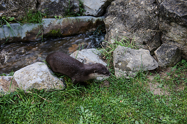 포토 JPG 해외이미지 자연 털 사람없음 야외 초록색 갈색 넘어짐 해외포토 컬러 모션 생태계 파일형식 이미지허브