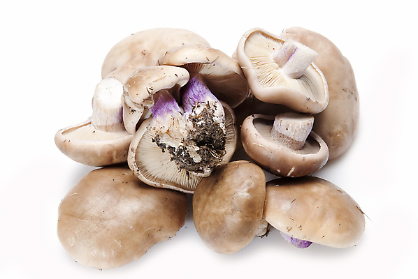 포토 JPG 해외이미지 음식 백그라운드 채소 재료 사람없음 파란색 보라색 버섯 흰색 신선 날것 고립 식용 채식주의자 카피스페이스 맛있는 해외포토 컬러 공백 채식 파일형식 이미지허브