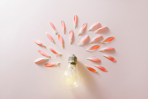 포토 JPG 해외이미지 꽃잎 꽃 전구 추상 아이디어 실내 사람없음 오브젝트 보라색배경 해외포토 식물 백그라운드 컨셉 무늬 내부 보라색 파일형식 이미지허브