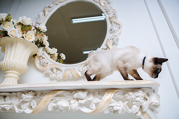 포토 JPG 해외이미지 동물 1 새끼 백그라운드 꽃무늬 목걸이 태국 주택 털 사람없음 내부 목재 장식 반려동물 뷰티 고양이 낭만 프랑스 흰색 우아함 보석 구슬 수선화 목 내추럴 동물상 메콩강 해외포토 나무 꽃 유럽 아시아 컬러 컨셉 무늬 재료 장신구 포유류 건물 신체부위 조형물 광석 파일형식 이미지허브