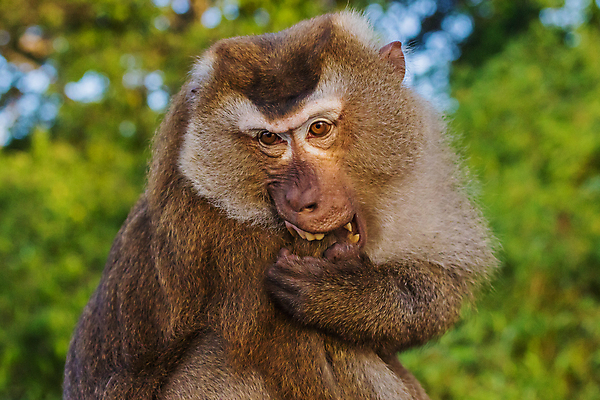 포토 JPG 해외이미지 동물 남자 야생동물 포유류 태국 자연 사람 사람없음 초록색 원숭이 푸켓 해외포토 아시아 컬러 생태계 파일형식 이미지허브
