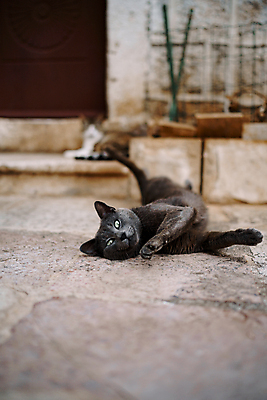 포토 JPG 해외이미지 장난 휴식 사람없음 야외 반려동물 갈색 문 고양이 소프트포커스 질감 솜털 단계 거짓말 해외포토 동물 컬러 컨셉 포유류 촬영기법 파일형식 이미지허브