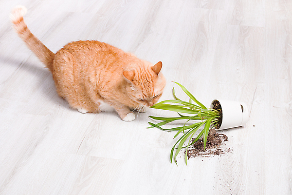 포토 JPG 해외이미지 식물 동물 꽃 화분 백그라운드 장난 부분 자연 놀이 바닥 주택 실내 앉기 사람없음 목재 초록색 빛 반려동물 정원 고양이 흙 봄 손상 방 흰색 도자기 떨어짐 냄비 파편 호기심 얼룩무늬 솜털 깨짐 땅바닥 트러블 히아신스 무너짐 해외포토 나무 계절 감정 컬러 컨셉 무늬 재료 포유류 모션 내부 건물 솥 생태계 파일형식 이미지허브