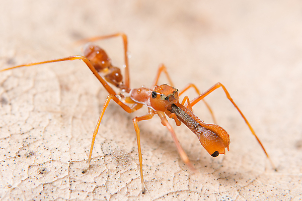 포토 JPG 해외이미지 자연 사람없음 빨간색 뷰티 거미 개미 I 미니 해외포토 알파벳 컬러 곤충 생태계 파일형식 이미지허브