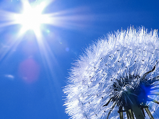 포토 JPG 해외이미지 주간 로우앵글 자연 하늘 근접촬영 사람없음 야외 햇빛 민들레 민들레홀씨 해외포토 자연요소 꽃 뷰포인트 태양 생태계 파일형식 이미지허브