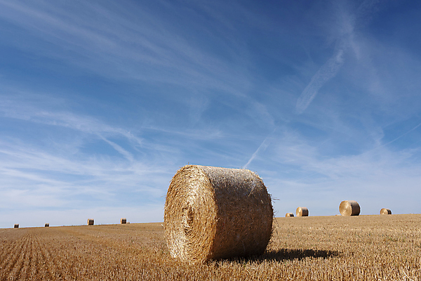 포토 JPG 해외이미지 식물 구름 계절 음식 밭 농업 자연 하늘 건조 옥수수 풍경 초원 사람없음 야외 여름 파란색 농작물 태양 농장 농경지 노란색 쌓기 수확 가을 시골 원형 황금 볏짚 먹이 낟알 땅 자르기 시리얼 밀 보리 롤 패키지 뭉치 밀짚 내추럴 밭일 수평선 해외포토 자연요소 도형 산업 컬러 모션 곡류 짚 생태계 파일형식 이미지허브