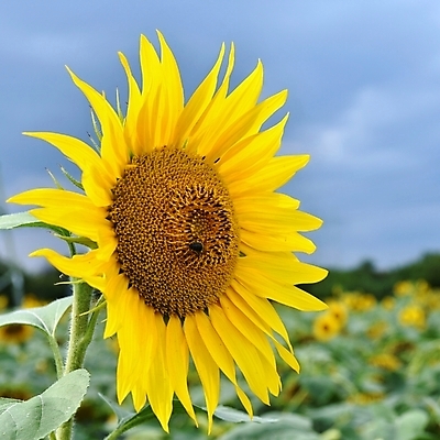 포토 JPG 해외이미지 주간 줄기 잎 꽃밭 해바라기 사람없음 야외 아웃포커스 해외포토 자연요소 식물 꽃 촬영기법 파일형식 이미지허브