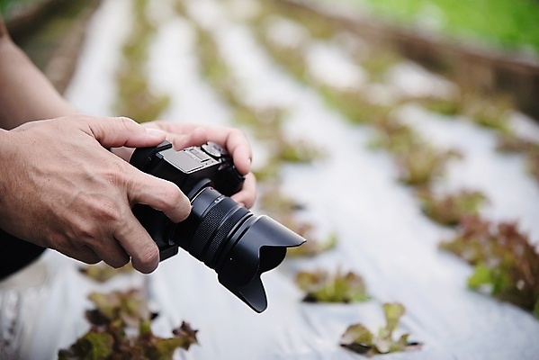 포토 JPG 해외이미지 식물 음식 백그라운드 잎 농업 다이어트 채소 자연 건강 사람 사람없음 초록색 물 농작물 농장 정원 봄 샐러드 수확 성장 신선 상추 허브 유기농 원예 날것 내추럴 고립 밭일 온실 줄서기 채식주의자 해외포토 자연요소 웰빙 계절 산업 컬러 모션 취미 생태계 채식 파일형식 이미지허브