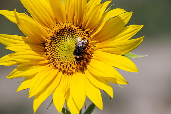 포토 JPG 해외이미지 주간 한마리 해바라기 근접촬영 사람없음 야외 아웃포커스 벌 해외포토 자연요소 1 꽃 뷰포인트 곤충 촬영기법 파일형식 이미지허브