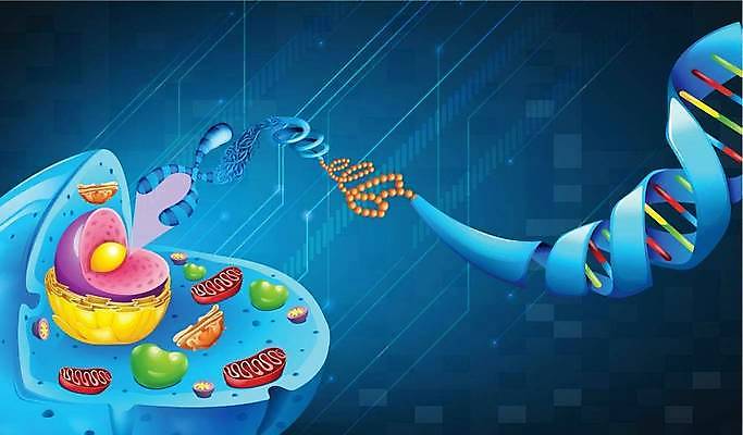 EPS 해외이미지 모양 모델 줄기 과학 백그라운드 신체 일러스트 추상 세포 나선형 사람 파란색 약 진화 암호 DNA 생명공학 질감 생물학 원자 염색체 고립 바이오 복제 신맛 유전 해외일러스트 식물 교육 컬러 무늬 의학 맛 소방 파일형식 벡터 이미지허브