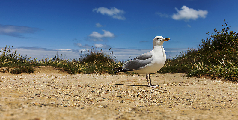 포토 JPG 해외이미지 구름 유럽 지구 야생동물 모래 자연 갈매기 조류 하늘 바람 해변 사람없음 야외 물 환경 프랑스 바위 흰색 깃털 부리 암초 서식지 대서양 계산서 내추럴 노르망디 동물상 석회암 절정 해외포토 자연요소 동물 나라 바다 컬러 날씨 조형물 암석 돌_바위 생태계 파일형식 이미지허브