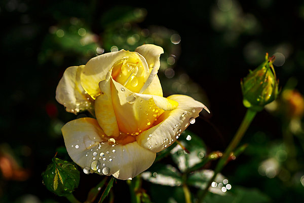 포토 JPG 해외이미지 꽃 산업 농업 자연 사람없음 야외 가로 컬러풀 한개 장미 봄 닫기 원예 카피스페이스 해외포토 식물 1 계절 컬러 모션 취미 공백 생태계 파일형식 이미지허브