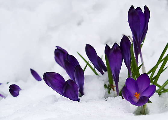 포토 JPG 해외이미지 식물 계절 공원 꽃잎 꽃 행복 줄기 백그라운드 잎 꽃무늬 전구 자연 추상 새로움 따뜻함 미술 사람없음 초록색 빛 뷰티 머리 정원 보라색 냉동 얼음 봄 흰색 우아함 숲 작음 제비꽃 서리 향기 화단 내추럴 고립 파스텔톤 해외포토 자연요소 공공시설 감정 컬러 컨셉 무늬 문화예술 신체부위 크기 생태계 냄새 파일형식 이미지허브