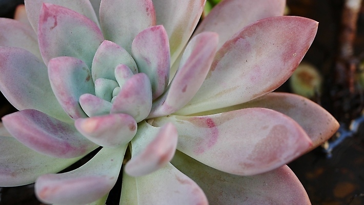 포토 JPG 해외이미지 식물 화초 백그라운드 종류 사람없음 장식 빛 컬러풀 뷰티 정원 미국 여러개 사막 분위기 수집 캘리포니아 화단 남아프리카 블러 섞기 특별함 파스텔톤 많음 카피스페이스 세련 해외포토 컬러 다수 컨셉 북아메리카 아프리카 공백 파일형식 이미지허브