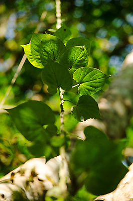 포토 JPG 해외이미지 식물 템플릿 디자인 백그라운드 잎 패턴 자연 추상 프레임 사람없음 목재 초록색 여름 빛 환경 봄 젖음 성장 물방울 신선 작음 유기농 질감 내추럴 인공 해외포토 나무 웰빙 계절 컬러 무늬 재료 크기 생태계 파일형식 이미지허브