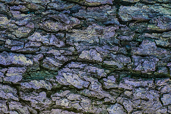 포토 JPG 해외이미지 나무 식물 디자인 공원 선 백그라운드 패턴 자연 벽지 표면 날씨 추상 건조 사람없음 야외 목재 갈색 환경 수확 소나무 거친 역사 보호 널 숲 천 피부 묘사 유기농 질감 통나무 나무껍질 잡동사니 내추럴 그런지 수목 옛날 울퉁불퉁 재 노화 해외포토 웰빙 공공시설 컬러 컨셉 무늬 농업 재료 신체부위 껍질 직물 생태계 파일형식 이미지허브