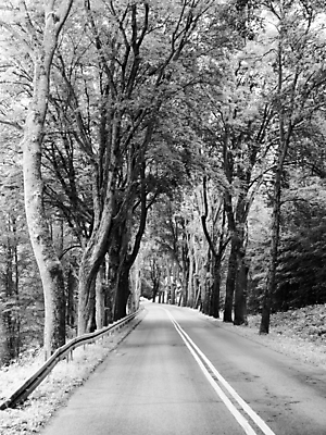 포토 JPG 해외이미지 나무 계절 공원 도로 길 여행 잎 자국 자연 거리 흑백 풍경 사람없음 목재 여름 햇빛 뷰티 맑음 검은색 봄 흰색 나뭇가지 시골 신선 숲 신비 장면 방법 해외포토 식물 공공시설 컬러 컨셉 재료 교통시설 날씨 촬영기법 태양 생태계 파일형식 이미지허브