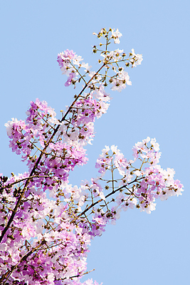 포토 JPG 해외이미지 나무 꽃잎 꽃 분홍색 잎 밭 태국 자연 하늘 사람없음 야외 여름 환경 정원 봄 나뭇가지 닫기 숲 보케 해외포토 식물 계절 아시아 컬러 농업 모션 생태계 파일형식 이미지허브