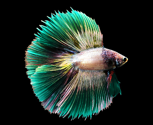 포토 JPG 해외이미지 동물 드레스 얼굴 포즈 백그라운드 이동 모션 태국 자연 추상 어류 미술 사람없음 초록색 물 반려동물 컬러풀 뷰티 노란색 금속 검은색 수영 희망 힘 달 용 황금 고급 눈금 생물학 꼬리 싸움 지느러미 수족관 공격적 이국적 해외포토 자연요소 옷 교육 감정 아시아 컬러 컨셉 무늬 재질 문화예술 신체부위 수중동물 수상스포츠 생태계 파일형식 이미지허브