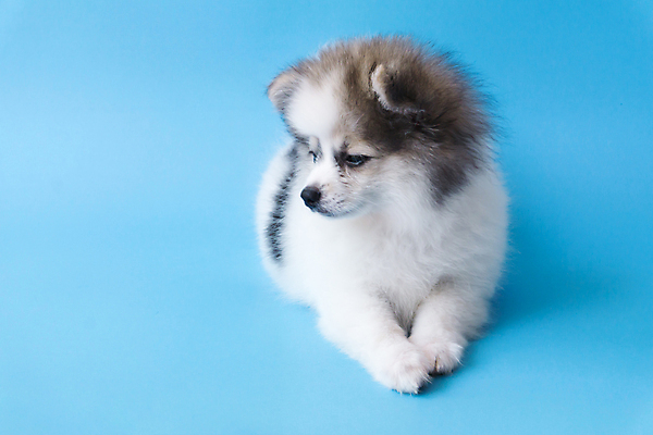 포토 JPG 해외이미지 동물 1 응시 행복 얼굴 음식 백그라운드 포유류 산 주택 미소 앉기 사람없음 여름 파란색 반려동물 태양 뷰티 갈색 코트 흰색 아기 신선 개 달콤 강아지 솜털 송곳니 기르기 포메라니안 해외포토 자연요소 시선 계절 감정 컬러 모션 표정 사람 건물 신체부위 외투 맛 치아 돌봄 파일형식 이미지허브