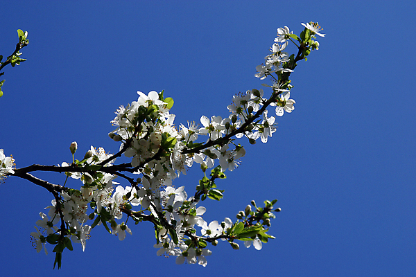 포토 JPG 해외이미지 나무 식물 계절 꽃 분홍색 과일 자연 휴식 부활절 풍경 사람없음 장식 햇빛 뷰티 장미 정원 보라색 봄 펼침 성장 벚꽃 흰색 나뭇가지 신선 개화 작음 순수 명상 속도 시작 부드러움 천국 처음 많음 해외포토 기념일 컬러 컨셉 모션 태양 감각 크기 생태계 파일형식 이미지허브