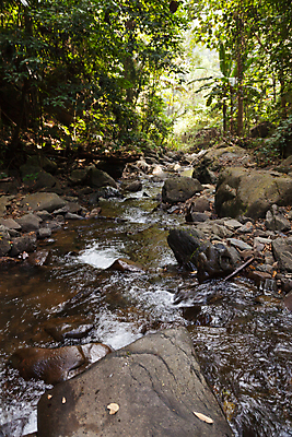 포토 JPG 해외이미지 나무 식물 여행 백그라운드 잎 모션 자연 산 이끼 풍경 사람없음 야외 초록색 물 여름 강 뷰티 평화 환경 맑음 폭포 젖음 흐름 가을 바위 신선 개울 떨어짐 숲 속도 장면 내추럴 해외포토 자연요소 계절 컬러 컨셉 날씨 돌_바위 생태계 파일형식 이미지허브