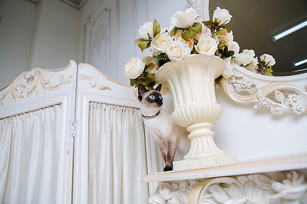 포토 JPG 해외이미지 동물 1 디자인 응시 행복 백그라운드 목걸이 장신구 탁자 성공 주택 털 앉기 사람없음 내부 장식 반려동물 뷰티 고양이 프랑스 수확 흰색 우아함 작음 보석 구슬 목 단아함 메콩강 바로크 성격 여신 해외포토 시선 감정 유럽 컬러 가구 컨셉 농업 포유류 모션 건물 신체부위 크기 광석 파일형식 이미지허브