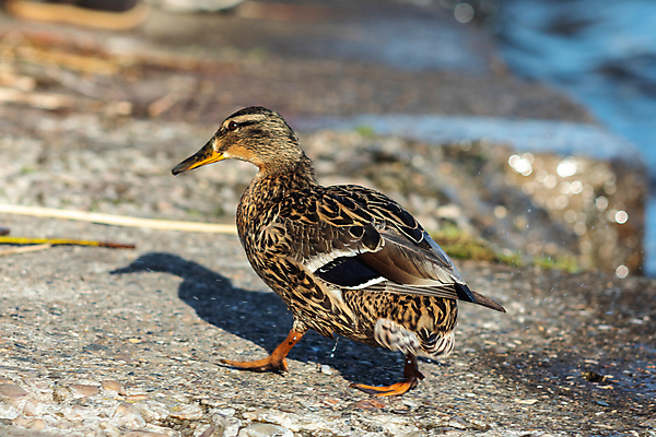 포토 JPG 해외이미지 야생동물 발 오리 서기 사람없음 갈색 머리 걷기 산책 가장자리 널 땅 깃털 부리 청둥오리 물갈퀴 양발 해외포토 동물 컬러 모션 조류 휴식 신체부위 둘레 파일형식 이미지허브