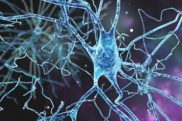 포토 JPG 해외이미지 과학 백그라운드 신체 해부 생물 세포 실내 사람 사람없음 머리 3D 디지털 에너지 마음 네트워크 감각 맥박 질병 불안 뇌 생물학 신호 만들기 전자 시스템 우울증 치매 해외포토 교육 감정 의학 모션 내부 신체부위 디지털합성 파일형식 이미지허브