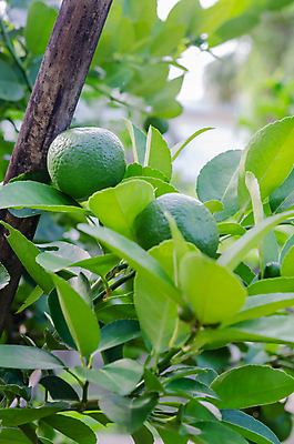 포토 JPG 해외이미지 나무 식물 음료 음식 잎 밭 농업 다이어트 오렌지 과일 태국 자연 귤 매달리기 건강 사람없음 초록색 농작물 농장 정원 주스 수확 성장 나뭇가지 신선 과수원 레몬 유기농 날것 라임 비타민 내추럴 숙성 신맛 플로리다 해외포토 웰빙 산업 아시아 컬러 모션 미국 맛 생태계 영양소 파일형식 이미지허브