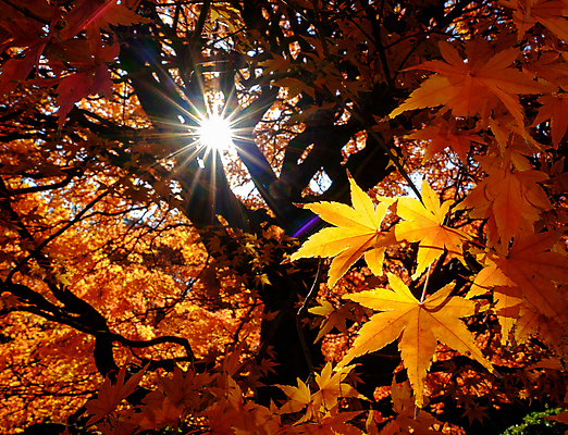 포토 JPG 해외이미지 주간 단풍 단풍나무 사람없음 야외 햇빛 해외포토 자연요소 나무 잎 태양 파일형식 이미지허브