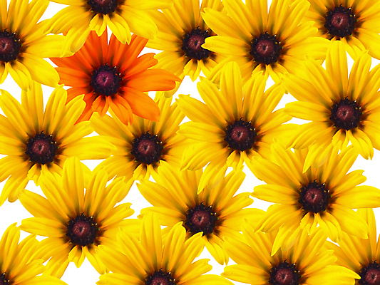 포토 JPG 해외이미지 식물 꽃 백그라운드 오렌지 발렌타인데이 사람없음 여름 컬러풀 뷰티 노란색 귀여움 봄 벚꽃 흰색 신선 개화 닫기 묘사 원예 데이지 고립 해외포토 계절 컬러 컨셉 과일 모션 데이이벤트 취미 파일형식 이미지허브