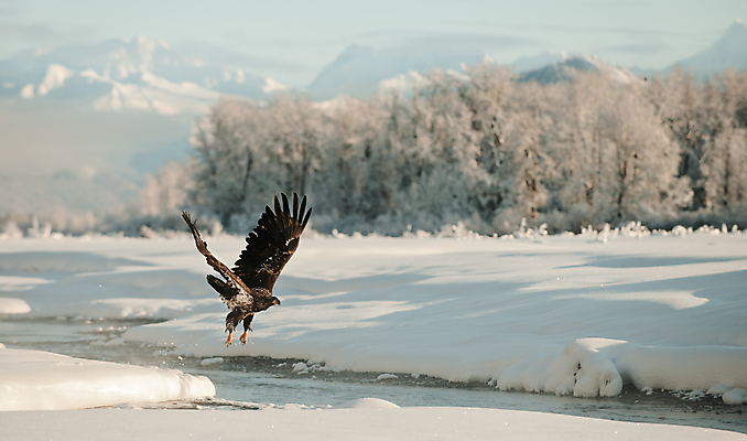 포토 JPG 해외이미지 나무 동물 야생동물 바다 날개 자연 조류 안테나 사람없음 야외 물 파란색 강 일출 미국 힘 일몰 자유 흰색 기도 비행 먹이 대표 심볼 깃털 속도 독수리 육식동물 대머리 사냥꾼 멸종 알래스카 공격적 독립 무료 웅장함 힘찬 해외포토 자연요소 식물 직업 헤어스타일 컬러 컨셉 북아메리카 통신 노을 생태계 파일형식 이미지허브