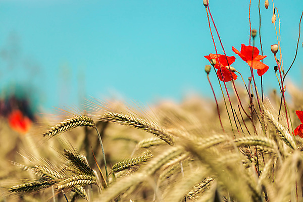 포토 JPG 해외이미지 식물 꽃 음식 밭 농업 재료 자연 건조 건강 옥수수 풍경 사람없음 빨간색 농작물 농장 농경지 환경 맑음 수확 성장 벚꽃 가을 농촌 시골 낟알 땅 시리얼 밀 날것 귀 밭일 숙성 해외포토 계절 산업 컬러 날씨 곡류 신체부위 생태계 파일형식 이미지허브