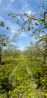 포토 JPG 해외이미지 나무 식물 계절 꽃잎 꽃 줄기 잎 농업 자연 하늘 파노라마 사람없음 가로 파란색 태양 노란색 봄 성장 벚꽃 나뭇가지 농촌 신선 개화 민들레 과수원 4월 조경 슛 일렬 세련 해외포토 자연요소 산업 컬러 촬영기법 시골 날짜 생태계 파일형식 이미지허브