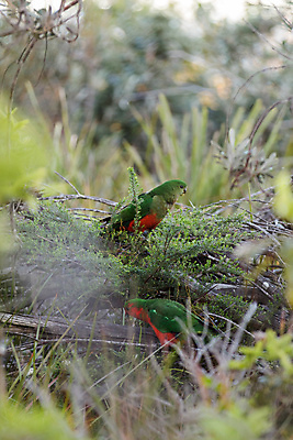 포토 JPG 해외이미지 동물 공원 남자 야생동물 백그라운드 날개 자연 조류 사람없음 빨간색 초록색 물 컬러풀 뷰티 호주 깃털 부리 앵무새 내추럴 동물상 해외포토 자연요소 공공시설 컬러 사람 조형물 오세아니아 생태계 파일형식 이미지허브