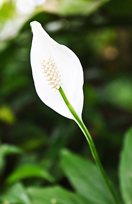 포토 JPG 해외이미지 식물 공원 꽃잎 꽃 줄기 백그라운드 잎 자연 선물 동양인 사람없음 장식 초록색 컬러풀 뷰티 정원 낭만 벚꽃 흰색 나뭇가지 신선 개화 우아함 떨어짐 백합 내추럴 이국적 많음 해외포토 나무 공공시설 컬러 컨셉 인종 생태계 파일형식 이미지허브