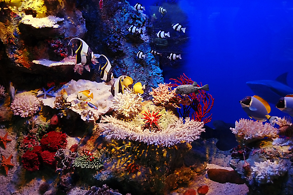 포토 JPG 해외이미지 식물 동물 바다 여행 백그라운드 자연 휴가 어류 사람없음 빨간색 물 컬러풀 수중 거품 꿈 탐험 산호 다이빙 암초 소금물 식민지 이국적 해외포토 자연요소 컬러 수영 수중동물 자포동물 생태계 수중스포츠 파일형식 이미지허브