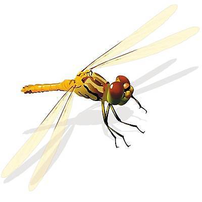 EPS 해외이미지 날개 일러스트 초록색 파란색 투명 잠자리 큼 꼬리 육식동물 정맥 현실 해외일러스트 동물 컬러 곤충 크기 혈관 파일형식 벡터 장기 신체 이미지허브