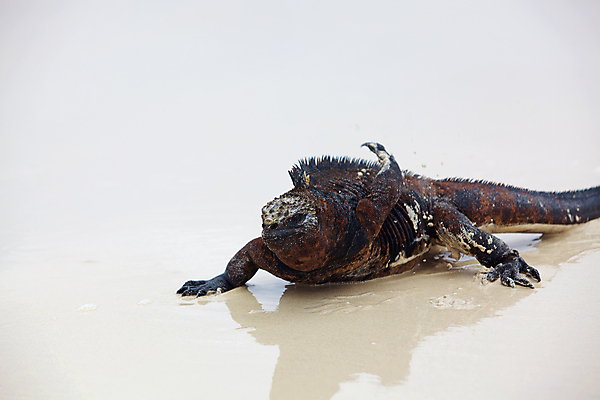 포토 JPG 해외이미지 동물 척추동물 야생동물 모래 바다 파충류 자연 생물 종류 양서류 사람없음 야외 물 빛 반사 용 피부 눈금 도마뱀 에콰도르 이구아나 갈라파고스 멸종 스파이크 기어가기 몬스터 이국적 해외포토 자연요소 모션 신체부위 남아메리카 생태계 파일형식 이미지허브