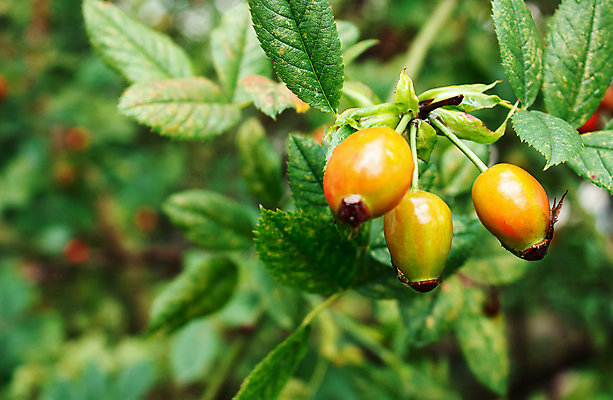 포토 JPG 해외이미지 식물 계절 열매 음식 백그라운드 잎 과일 자연 건강 사람없음 빨간색 초록색 여름 뷰티 장미 정원 수확 가을 나뭇가지 신선 차 약초 다발 허브 관목 유기농 베리 내추럴 숙성 해외포토 나무 웰빙 꽃 음료 컬러 농업 풀_식물 생태계 파일형식 이미지허브