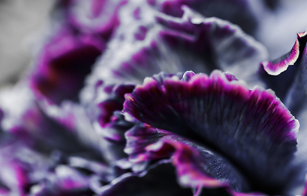 포토 JPG 해외이미지 식물 디자인 계절 꽃잎 꽃 분홍색 백그라운드 컨셉 꽃무늬 자연 추상 휴가 미술 사람없음 빛 갈색 환경 보라색 검은색 봄 수확 성장 벚꽃 신선 신용카드 개화 선택 카네이션 질감 복고 부드러움 내추럴 해외포토 컬러 무늬 농업 문화예술 금융 감각 생태계 파일형식 이미지허브